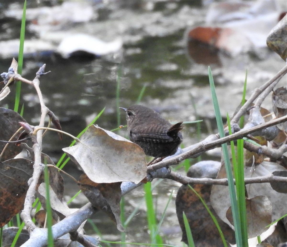 Pacific Wren - Sangeet  Khalsa