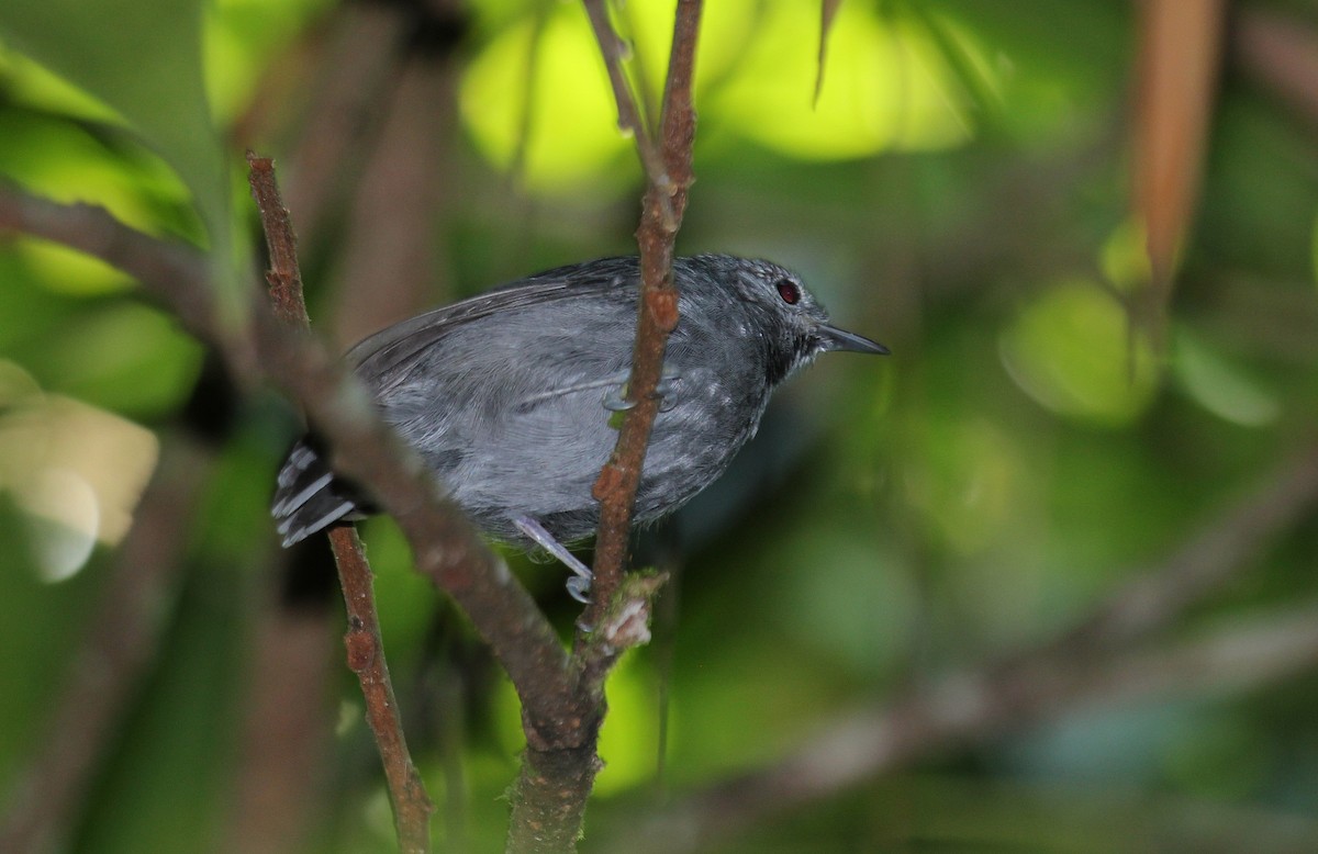 Unicolored Antwren - Alexander Lees