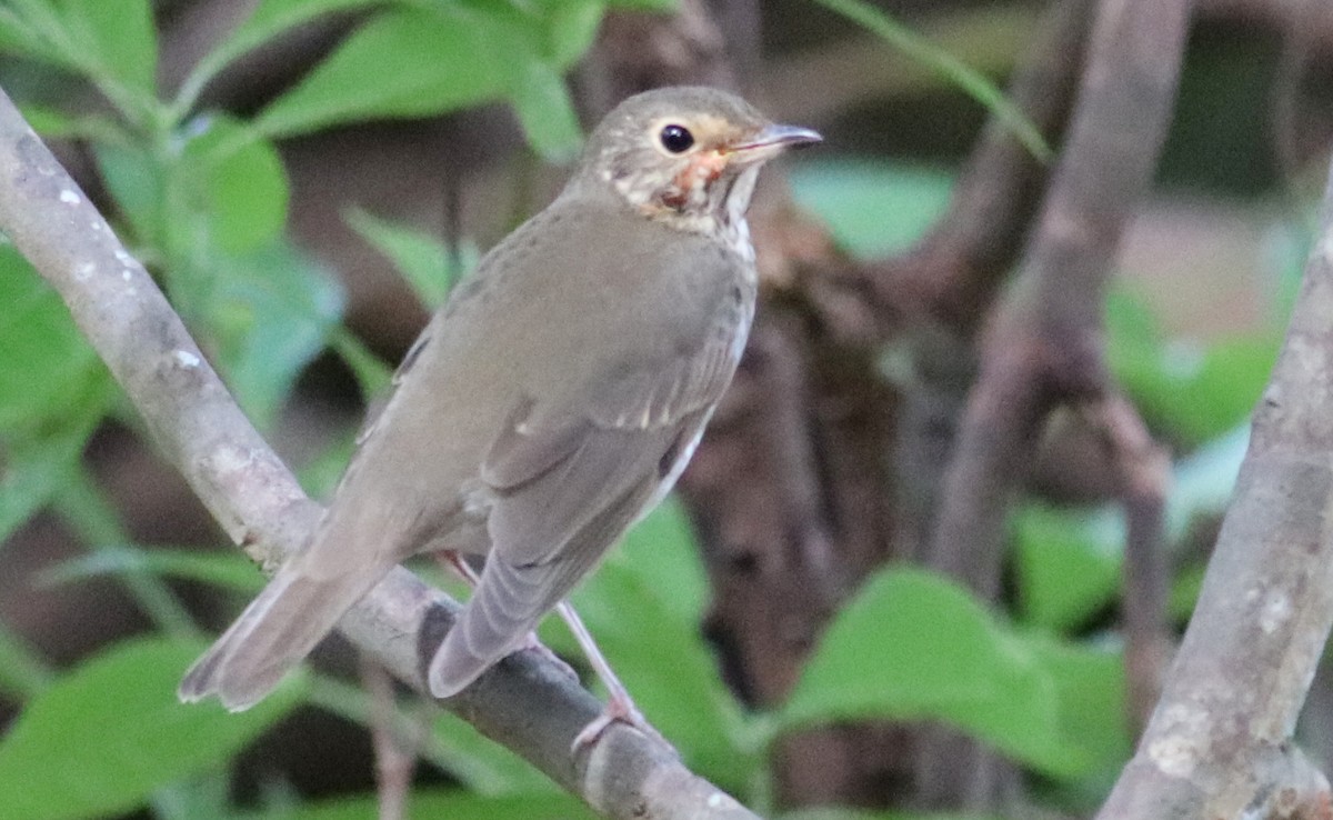 Swainson's Thrush - ML272023521