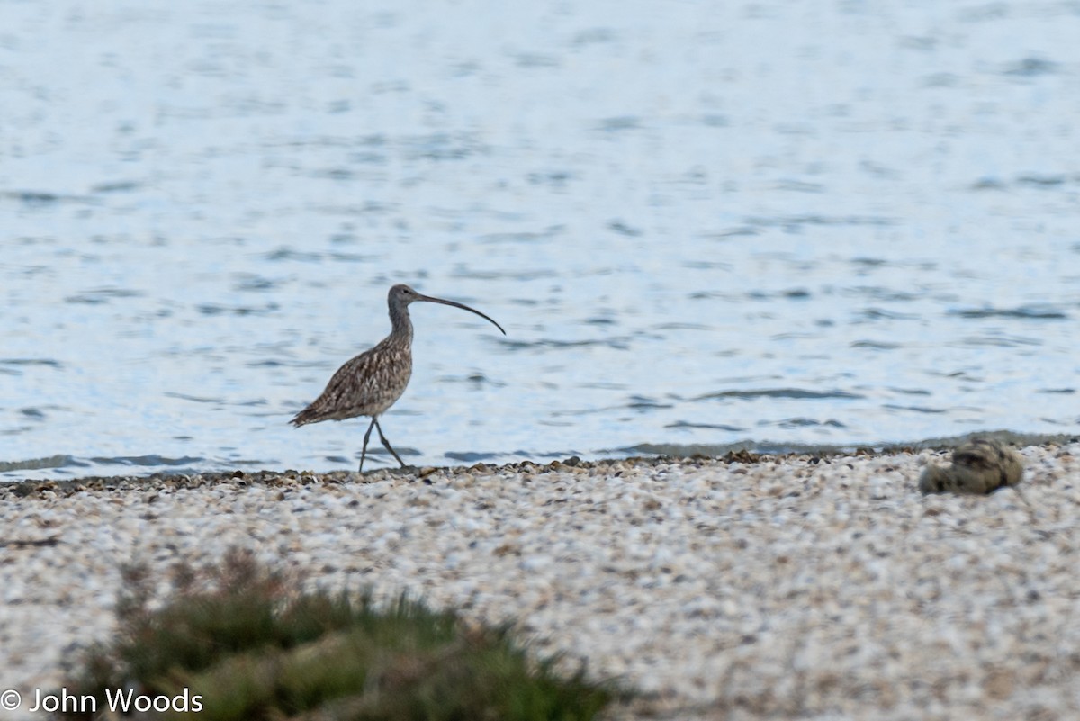 Far Eastern Curlew - ML272023691