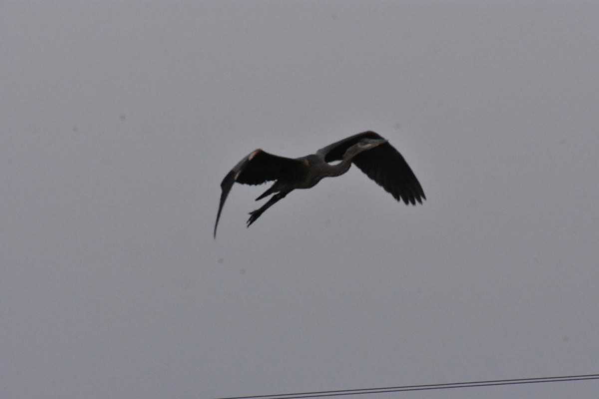 Great Blue Heron - ML272025081