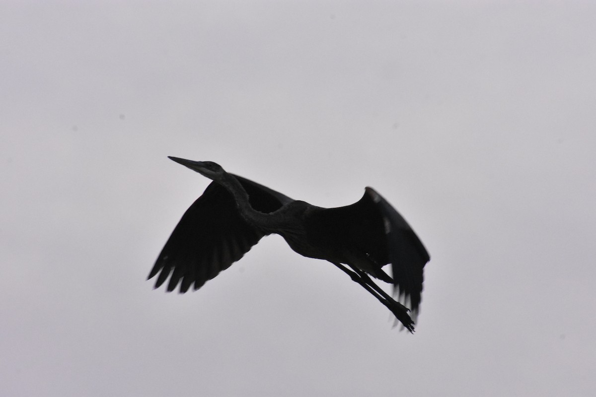 Great Blue Heron - Larry Langstaff