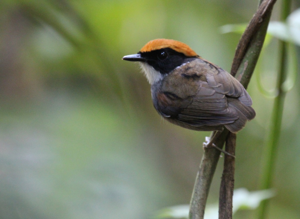 Black-cheeked Gnateater - ML27202511