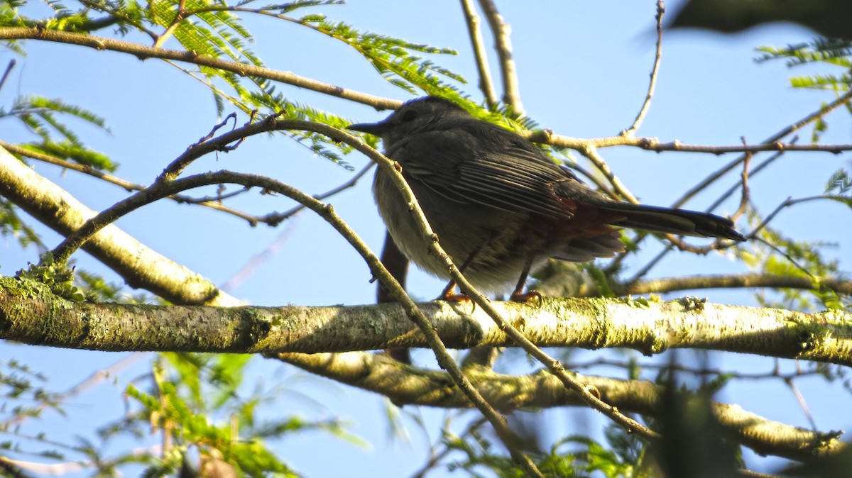 Gray Catbird - ML272025601