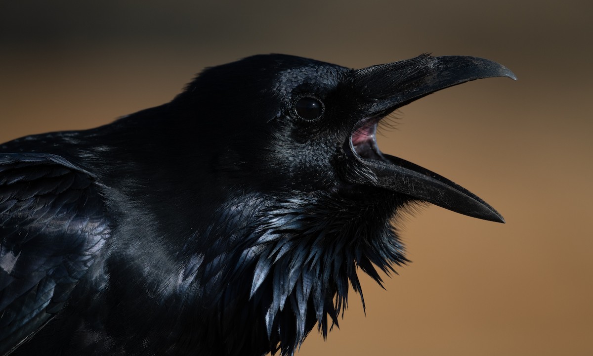 Common Raven - ML272030031