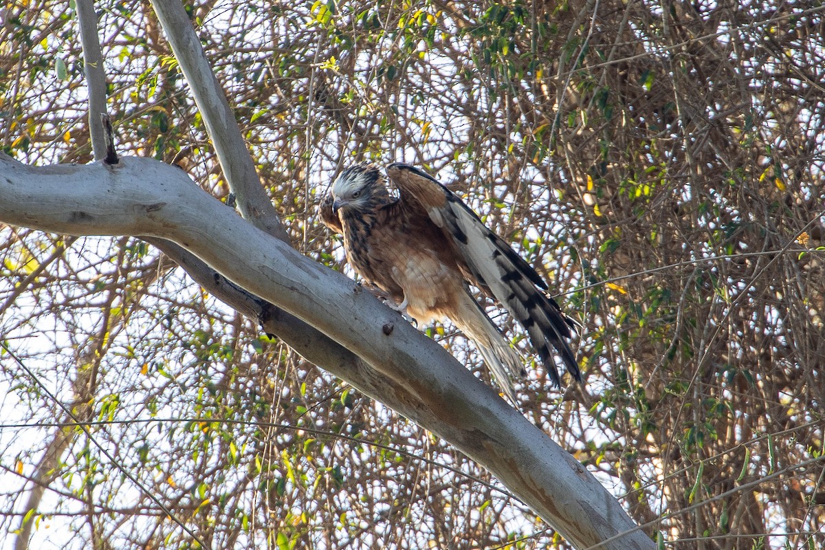 Square-tailed Kite - Louis Backstrom