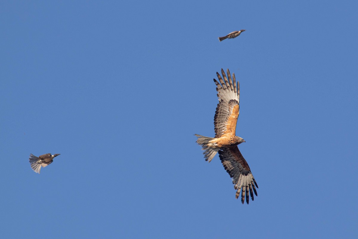 Square-tailed Kite - ML272031091