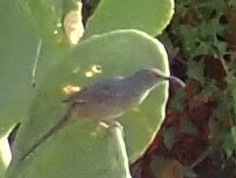 Curve-billed Thrasher - ML272031941