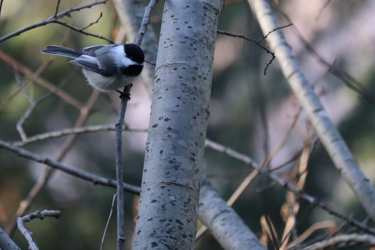 Black-capped Chickadee - ML272034161