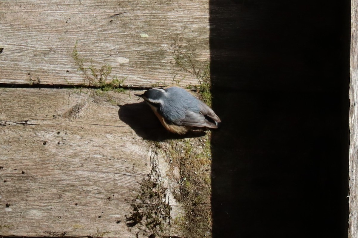 Red-breasted Nuthatch - ML272034231