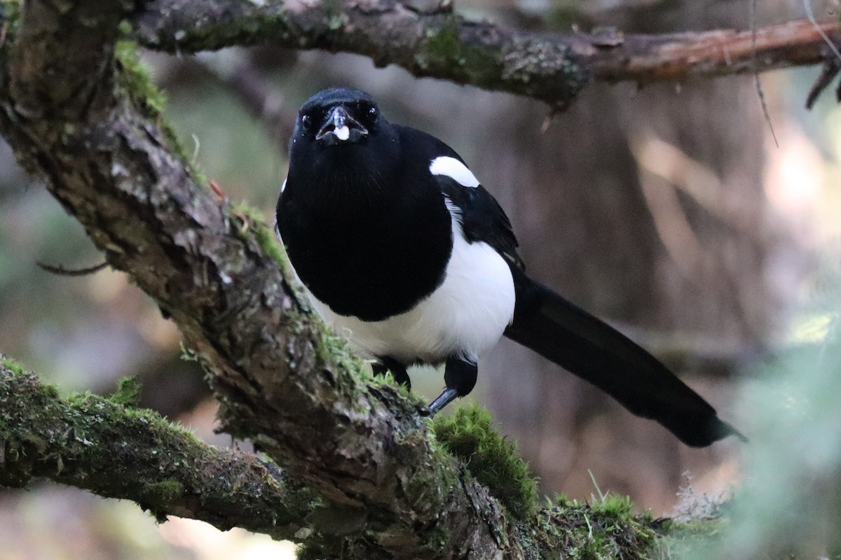 Black-billed Magpie - ML272034791