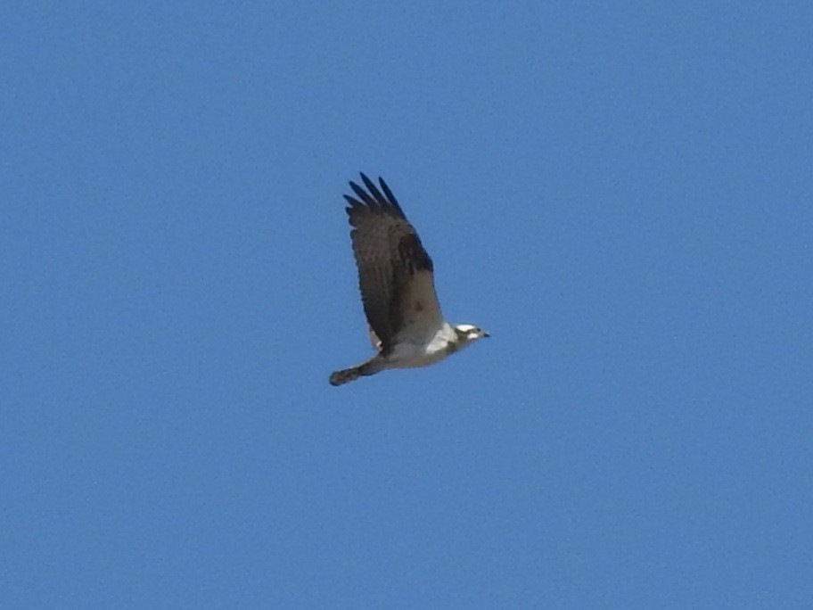 Balbuzard pêcheur - ML272035101