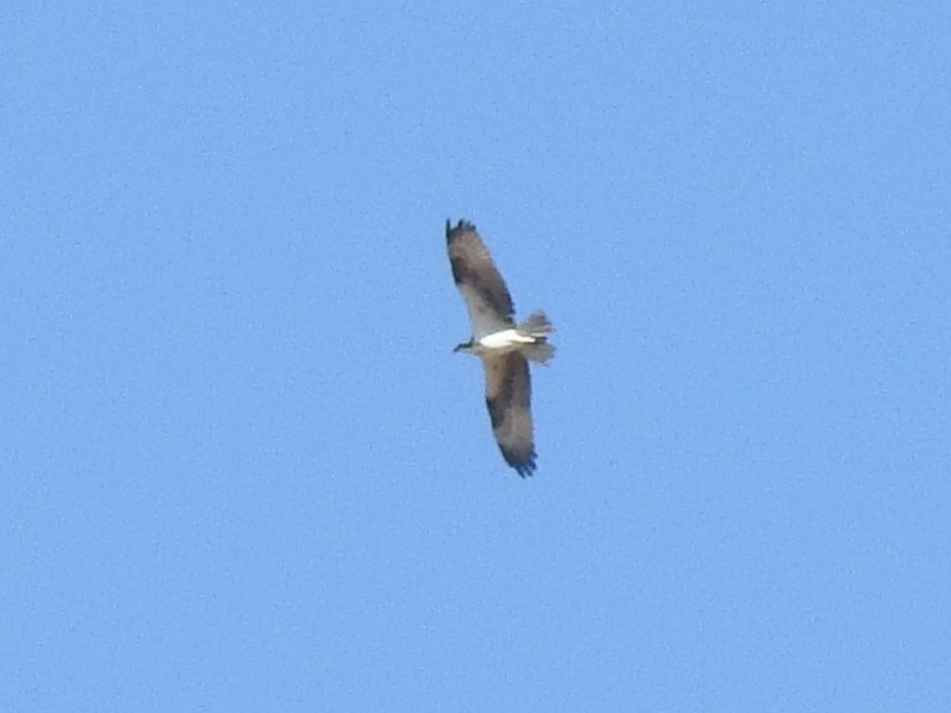 Balbuzard pêcheur - ML272035171