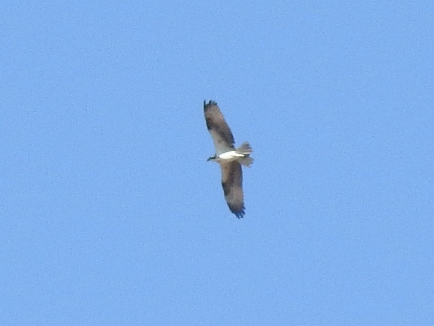 Osprey - ML272035171