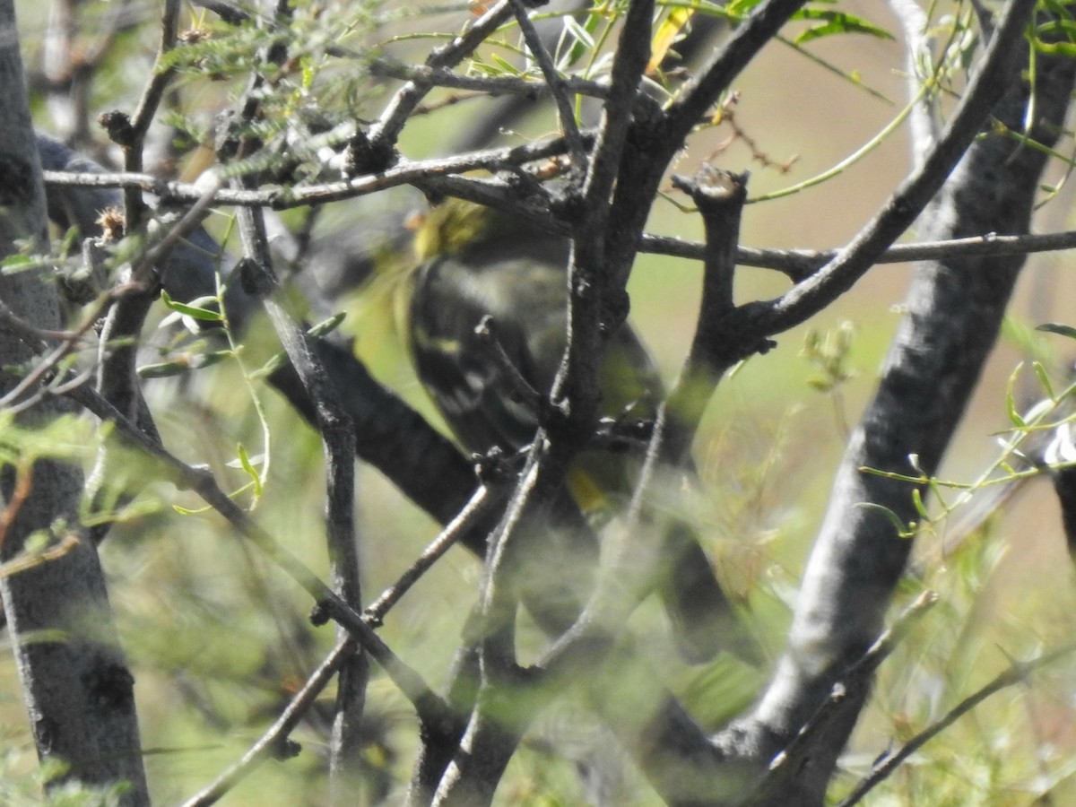 Western Tanager - ML272035391