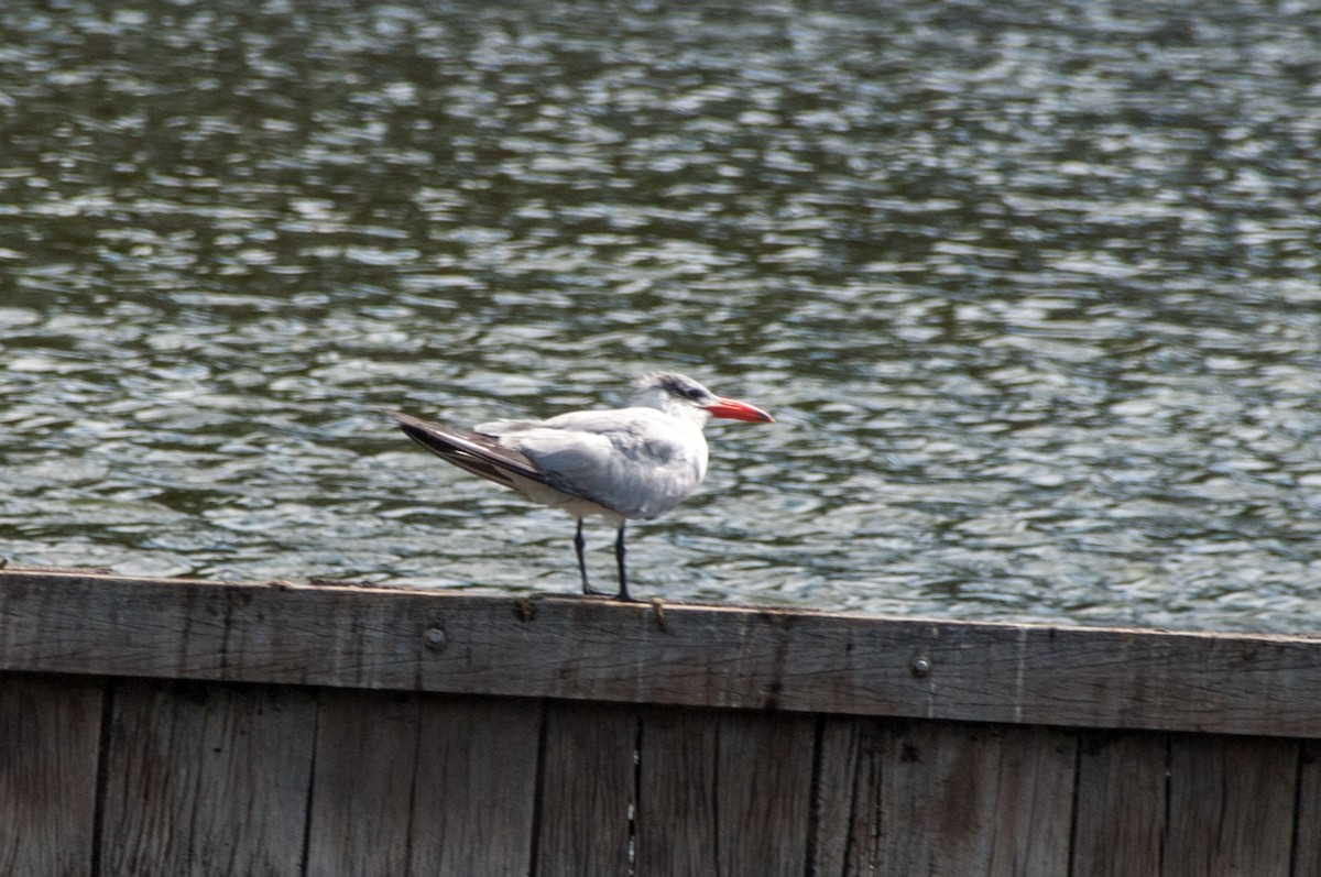 Caspian Tern - ML272036791