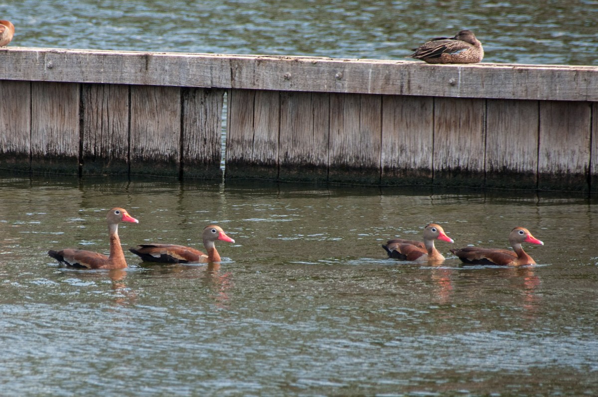 Black-bellied Whistling-Duck - ML272037051