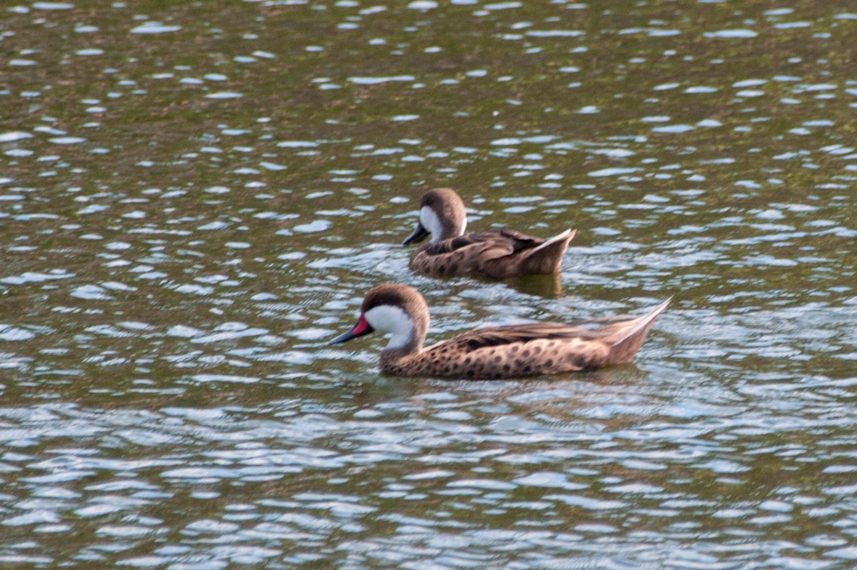 White-cheeked Pintail - ML272037171