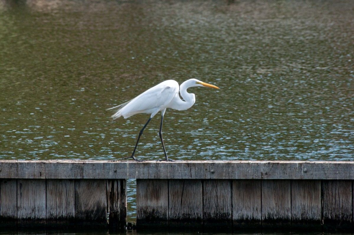 Great Egret - ML272037721