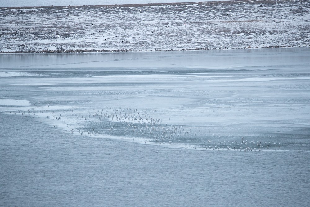 Glaucous Gull - ML272037771