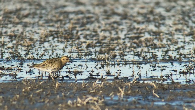 European Golden-Plover - ML272038551