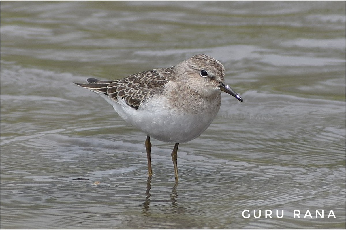 Temminck's Stint - ML272038781