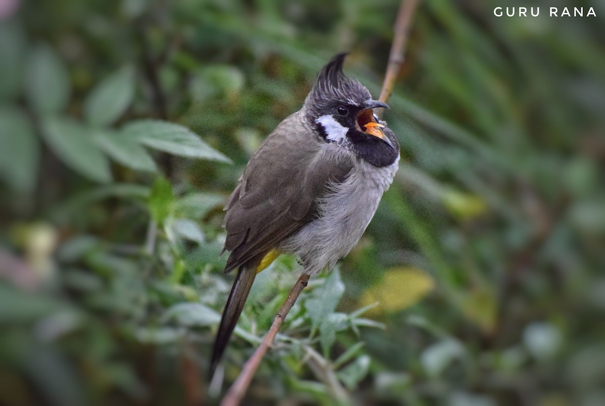 Himalayan Bulbul - ML272040121