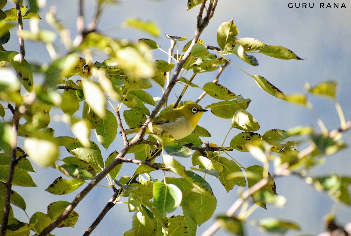 Indian White-eye - ML272040241