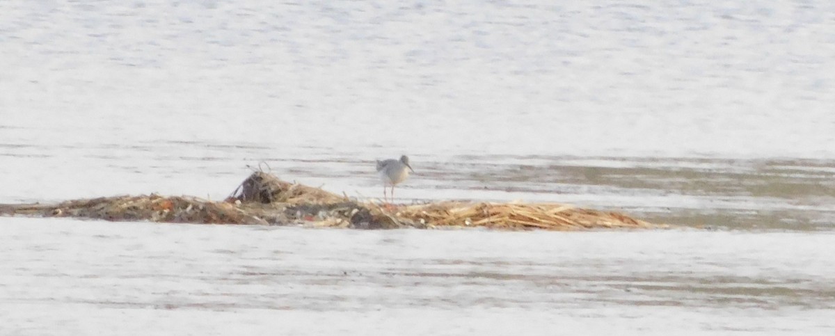 Spotted Redshank - ML272040281