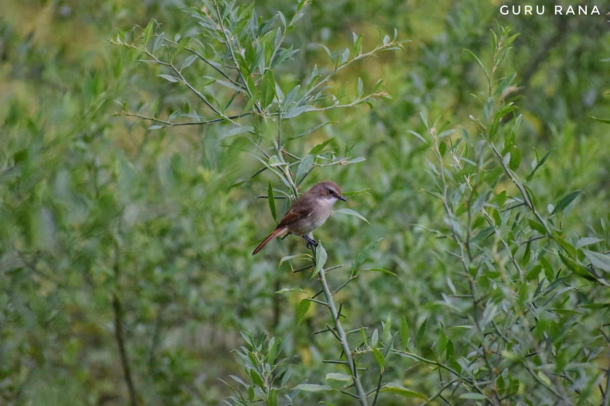 Gray Bushchat - ML272040591