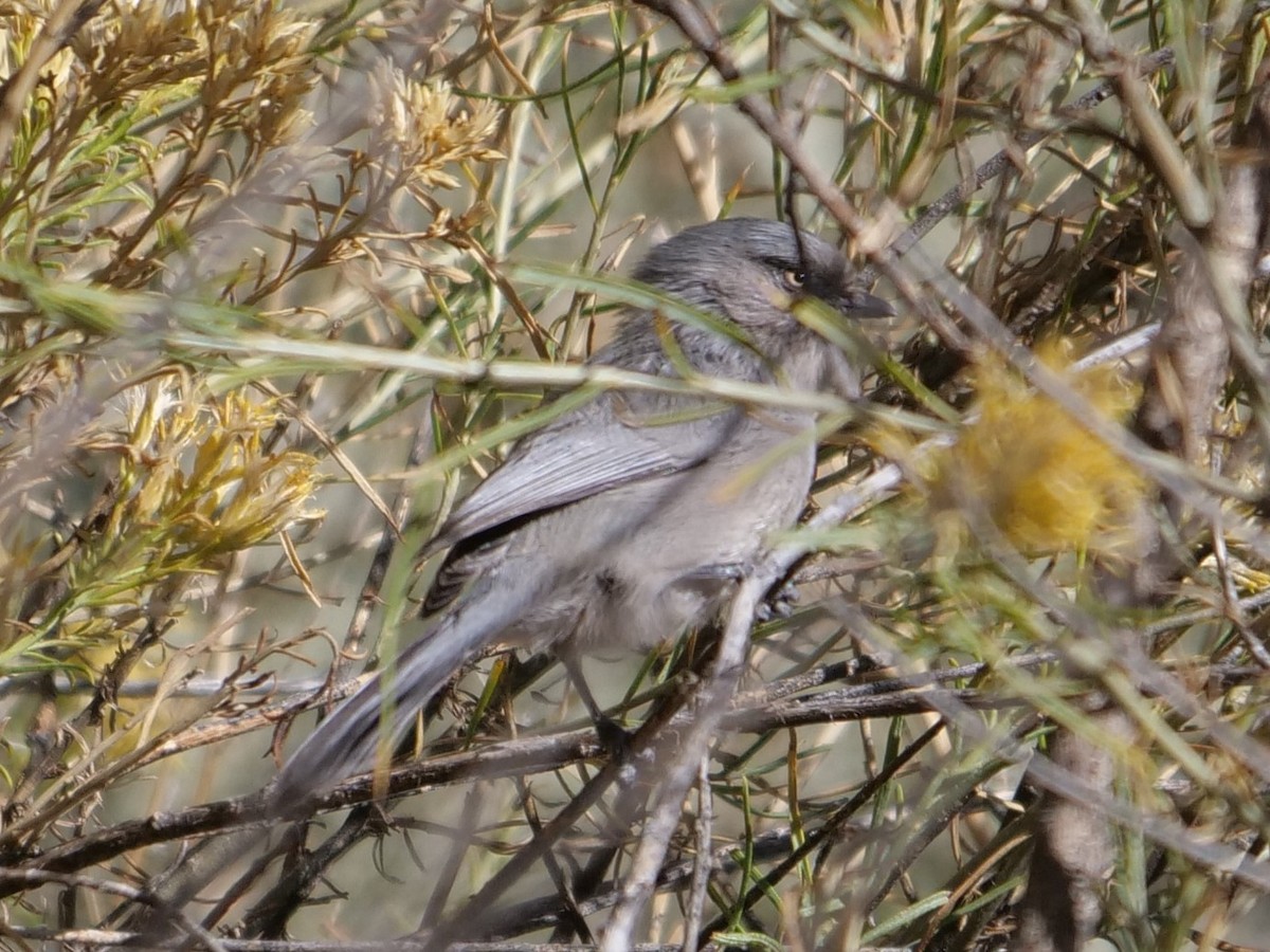 Bushtit - ML272041191