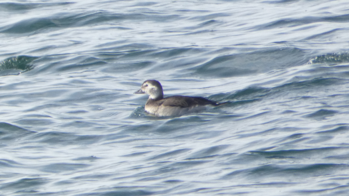 Long-tailed Duck - N Jones