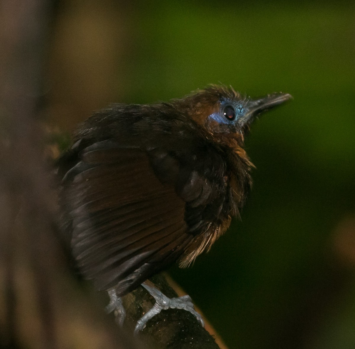 Bare-crowned Antbird - ML272041751