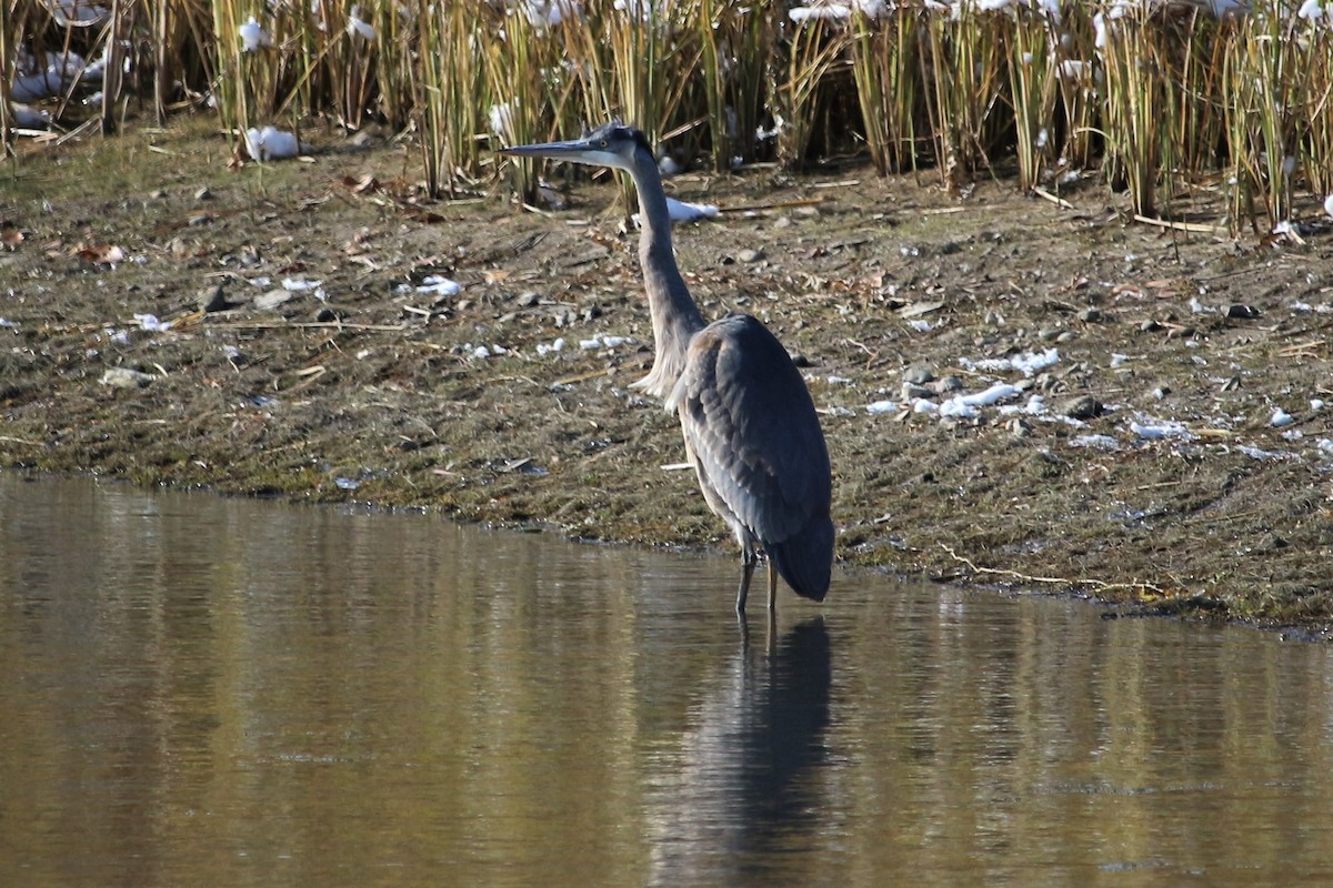 volavka velká - ML272041761