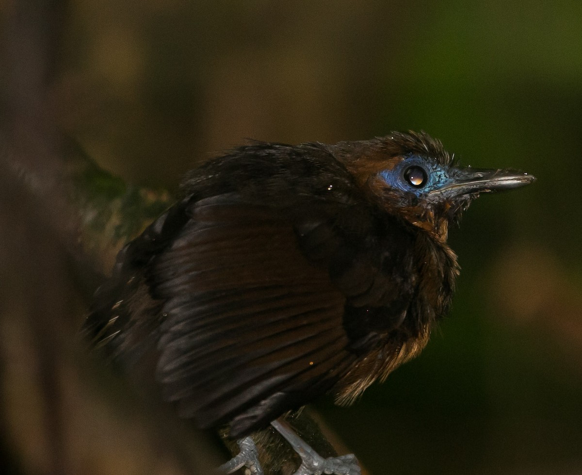Bare-crowned Antbird - ML272041891