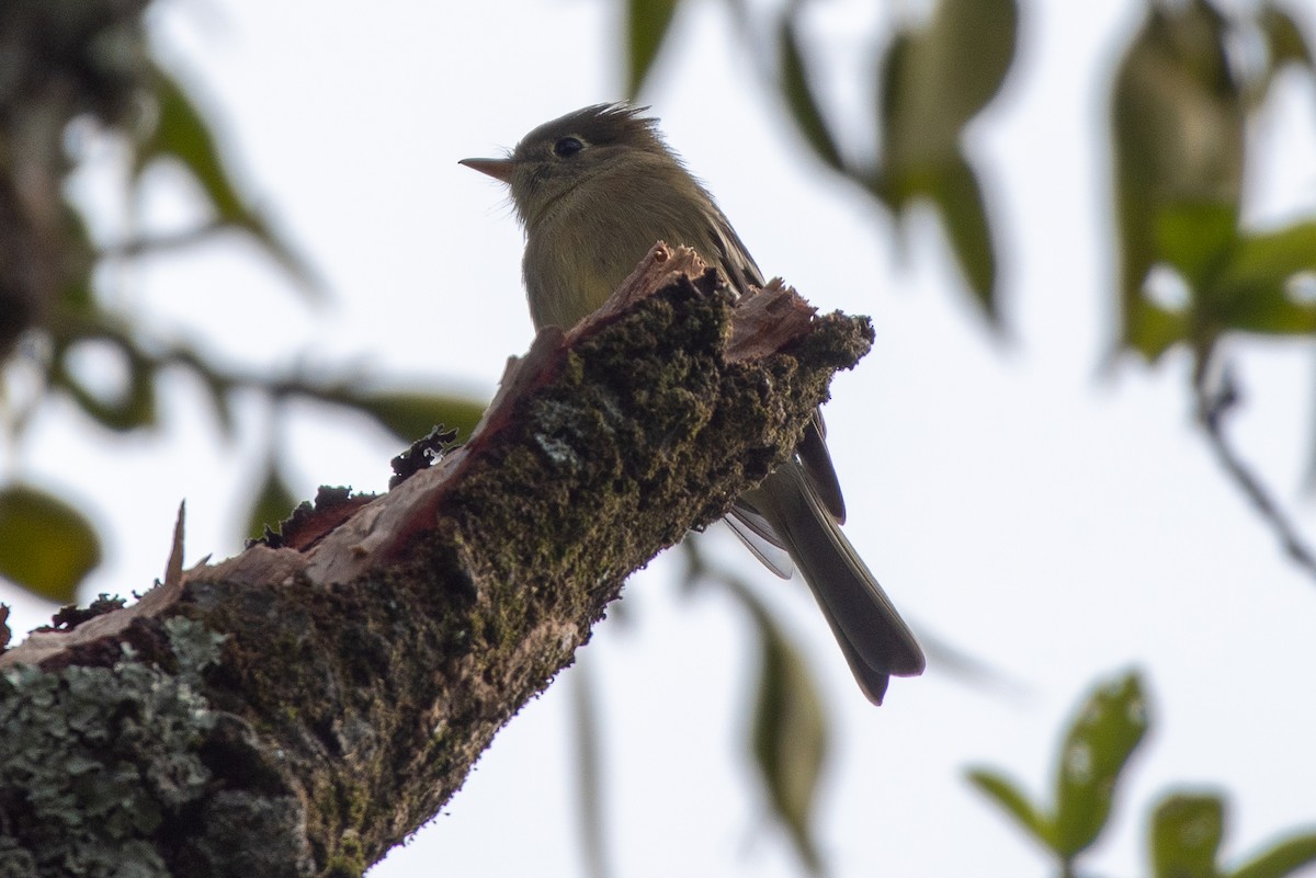 Pine Flycatcher - ML272041971