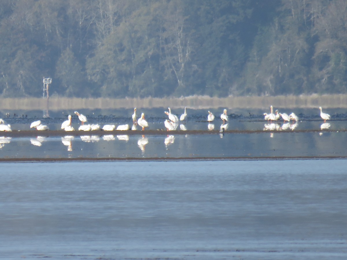 American White Pelican - Andrew Emlen