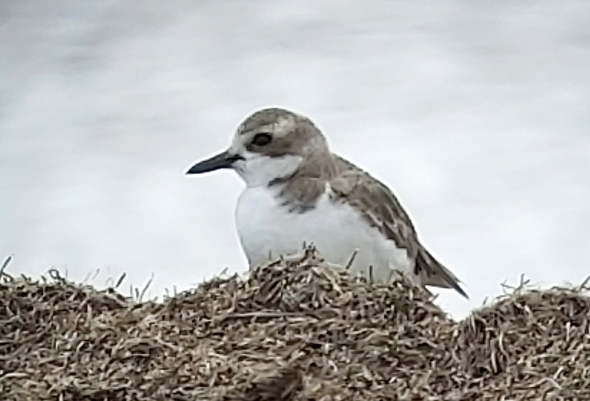 Greater Sand-Plover - ML272043661