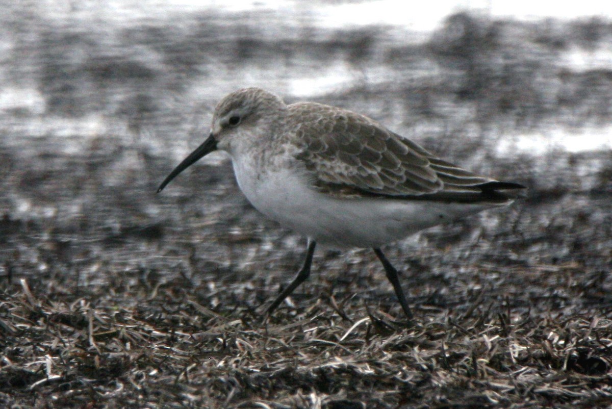 Curlew Sandpiper - ML272043711