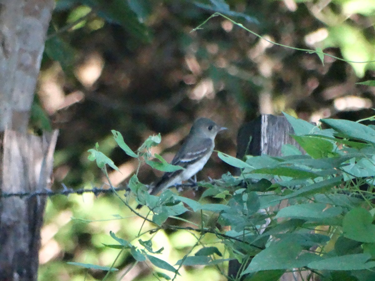 Eastern Wood-Pewee - ML272045951