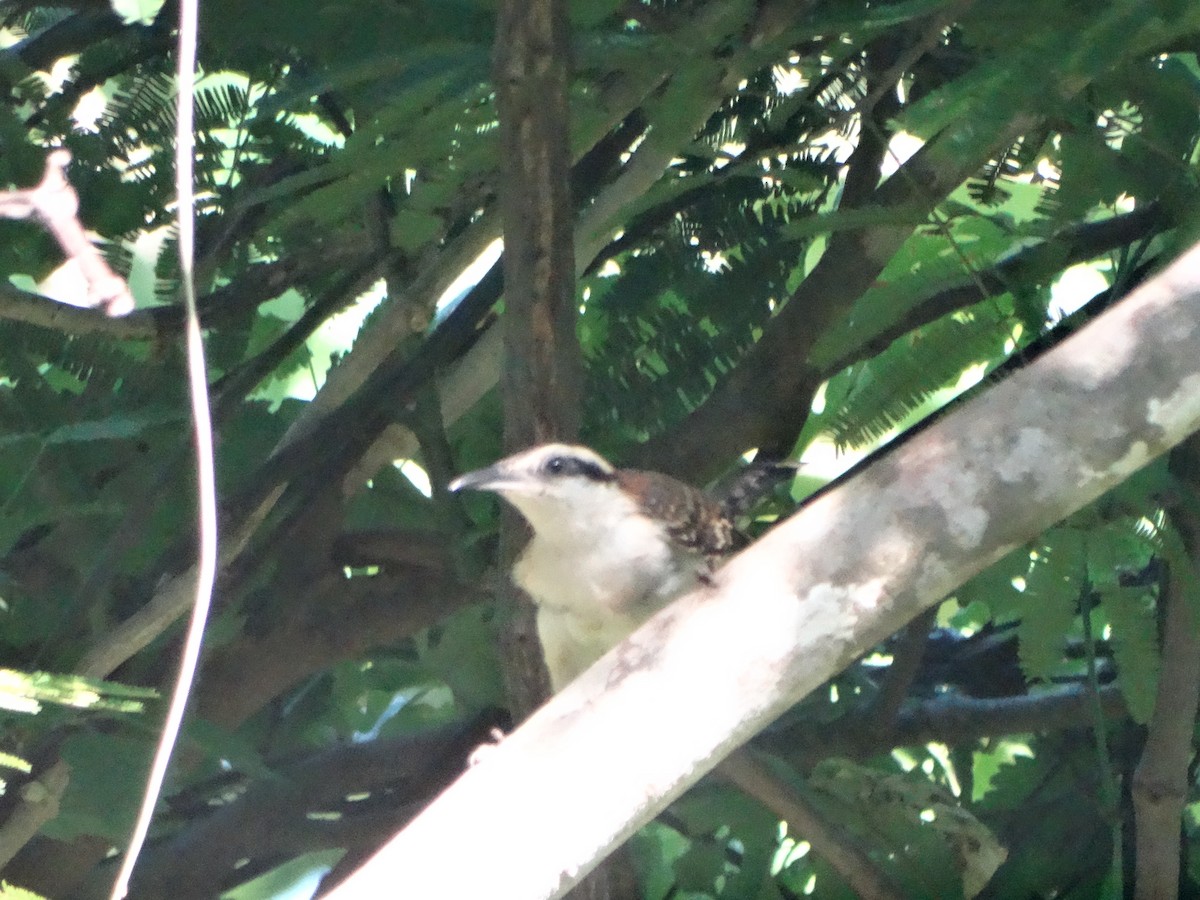 Rufous-naped Wren - ML272046401