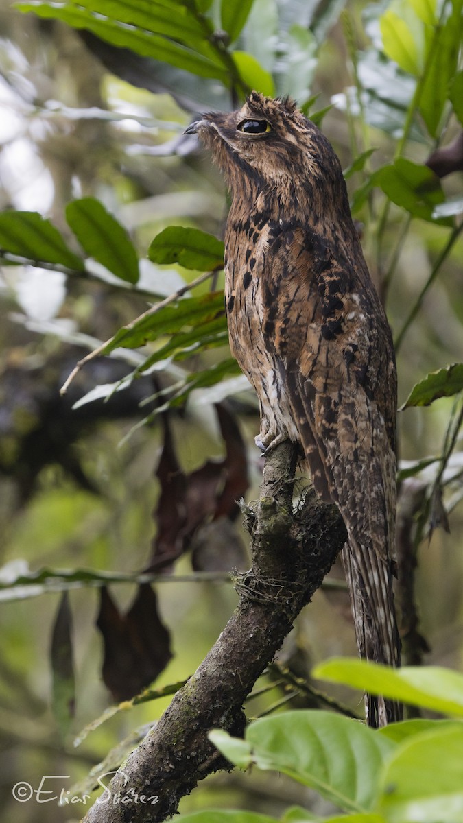 Common Potoo - ML272047141