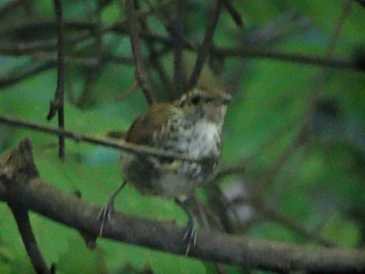 Banded Wren - Luis Bone