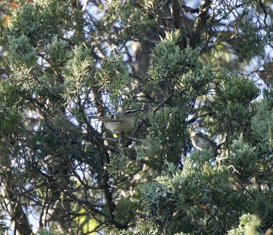 Golden-crowned Kinglet - ML272048041