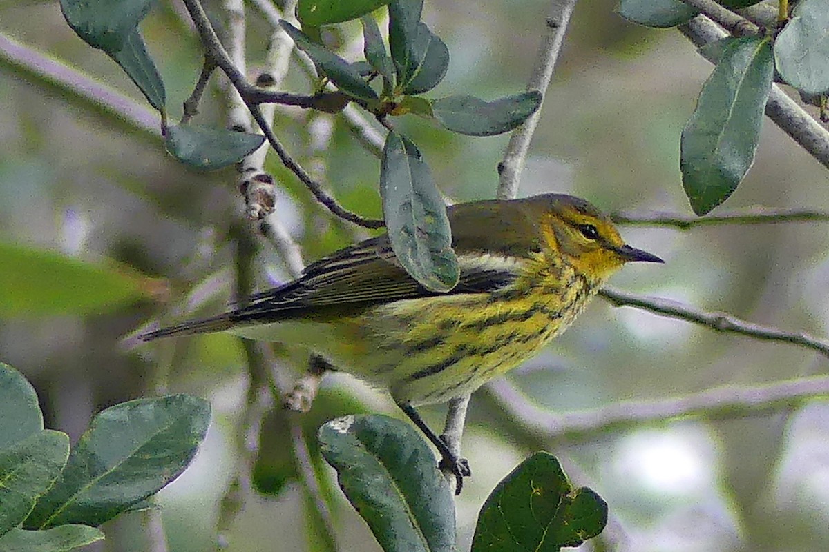 Cape May Warbler - ML272048891