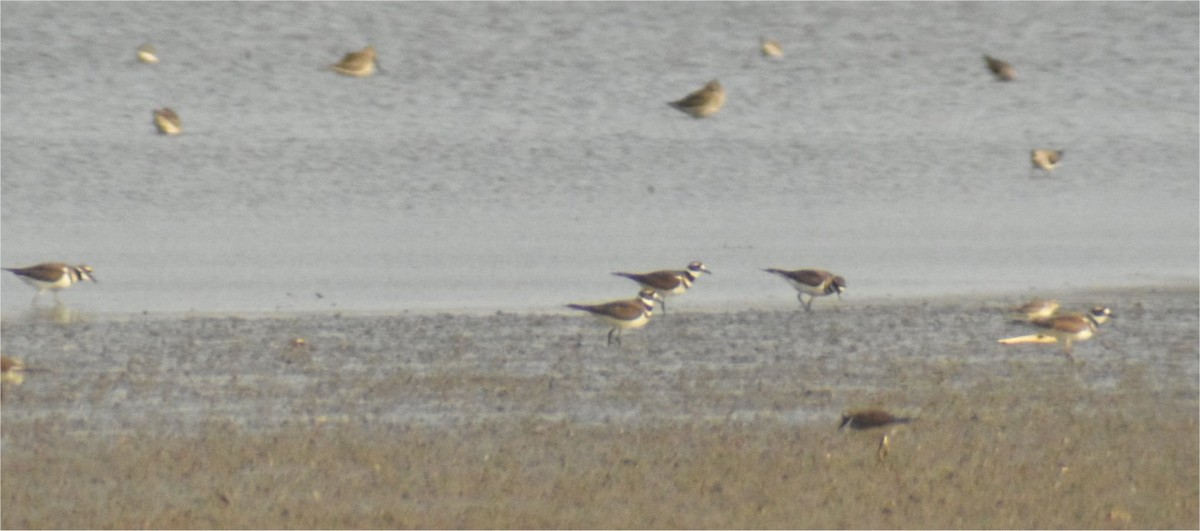 Killdeer - ML272048941