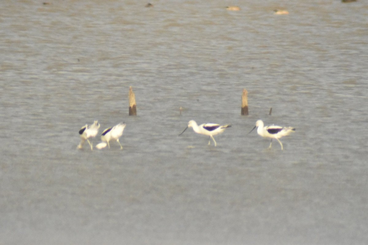 Avoceta Americana - ML272048951