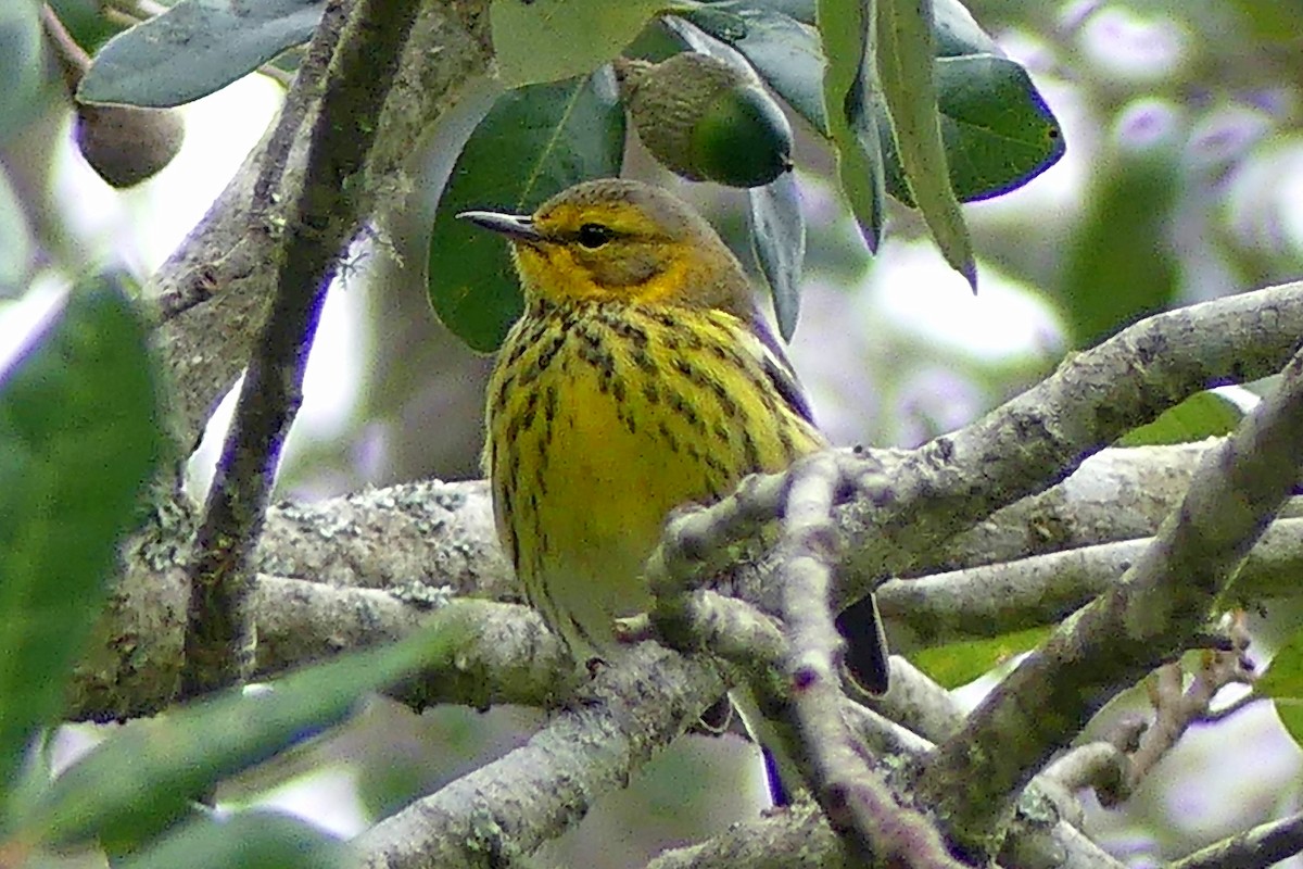 Cape May Warbler - ML272048991