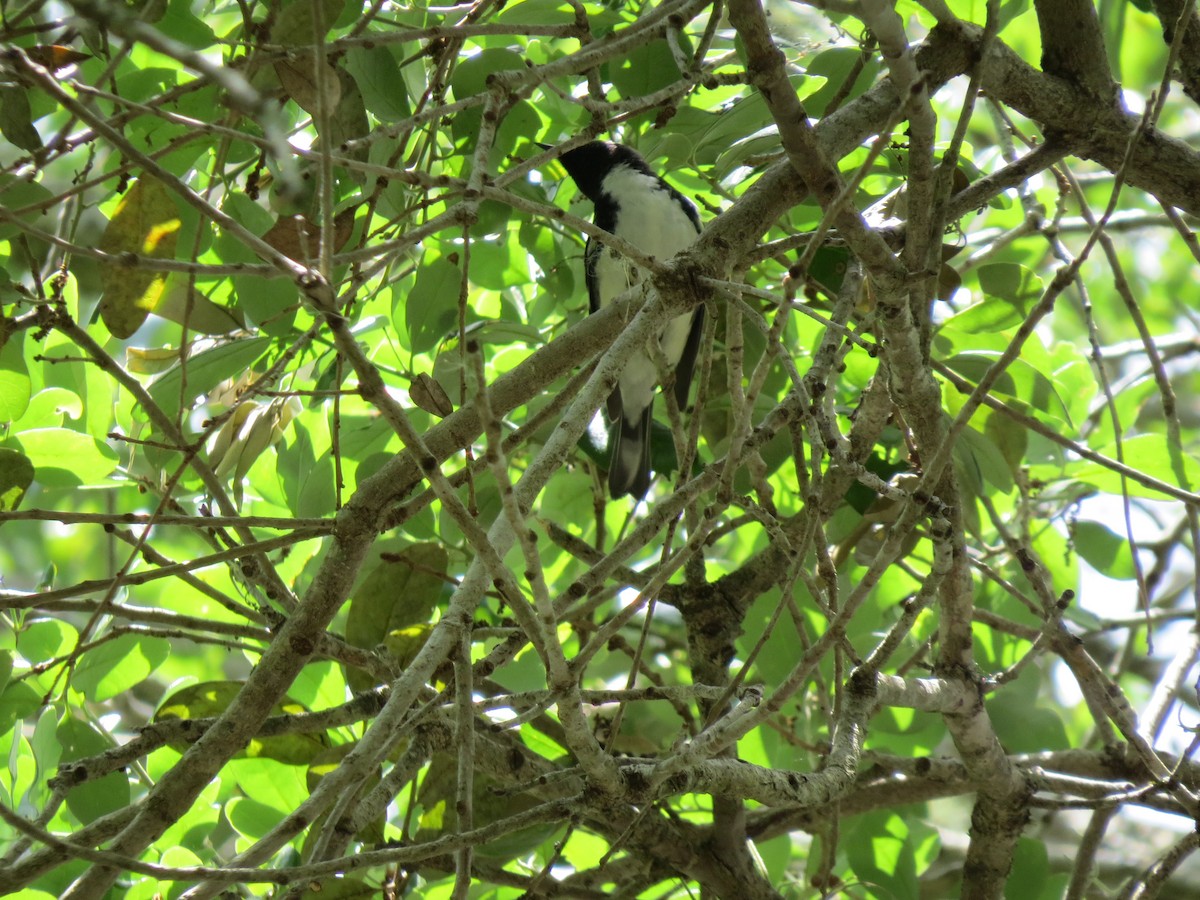 Black-throated Blue Warbler - ML27204961