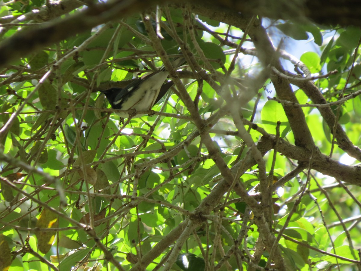 Black-throated Blue Warbler - ML27204981